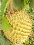  wild biriba 